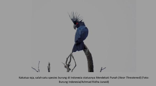 Jumlah Spesies Burung di Indonesia Terus Bertambah