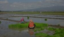 Petani di Lembor mengeluh tidak mendapatkan pupuk subsidi. 