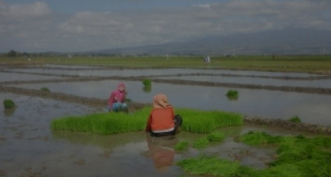 Petani di Lembor mengeluh tidak mendapatkan pupuk subsidi. 